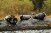 GREAT BEAR RAINFOREST - COASTAL BRITISH COLUMBIA